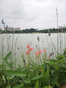 湖畔美景