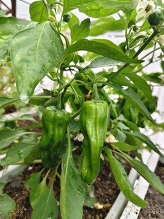 种青椒