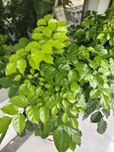 翠绿生机盎然的绿植