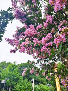 粉色紫薇花 繁花树