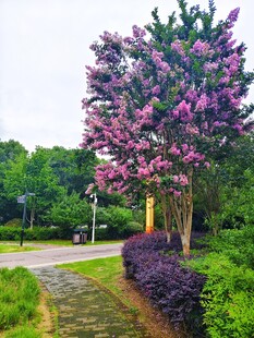 紫薇花 紫薇树
