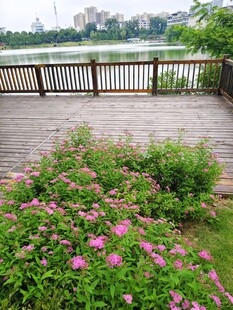 湖畔花丛 木质观景台