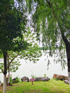湖畔绿树下
