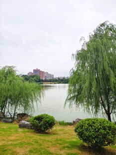 湖畔垂柳绿植 风景如画