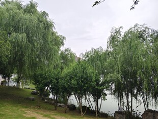 湖畔垂柳