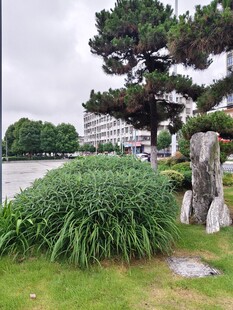 园林绿植景观