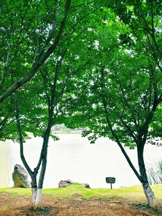 绿意盎然的林间景致