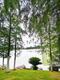 湖畔绿树成荫的静谧风光