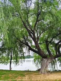 湖畔古树垂柳 尽显自然之美