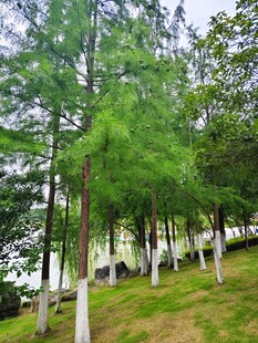 树林间绿意盎然