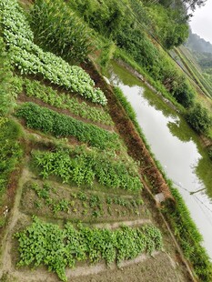 田园菜地景观 绿意盎然