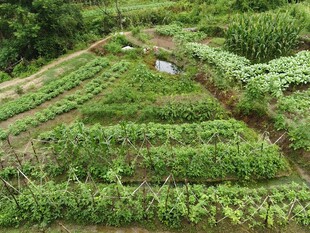 种菜种地 菜地图片