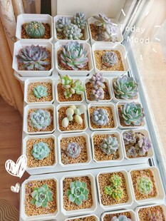 多样多肉植物盆栽展示