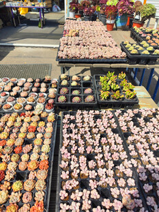 多彩盆栽花卉整齐摆放