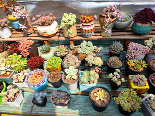 多彩多肉植物展示