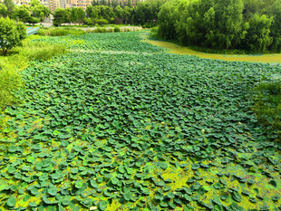 夏日荷塘绿意盎然