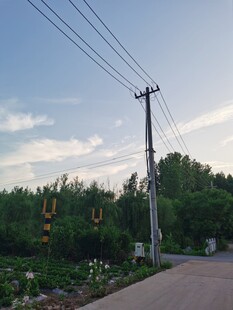 乡村路旁电线杆与绿植