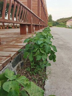 木质栈道旁的绿植景观