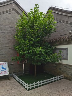 庭院中的葱郁绿树