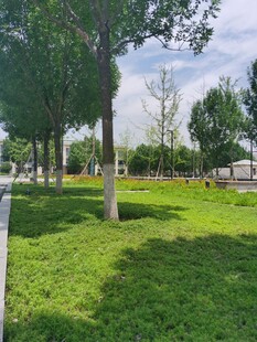 户外绿意盎然的草地风景