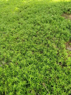 翠绿繁茂的新生植物