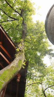 古建旁的繁茂绿树