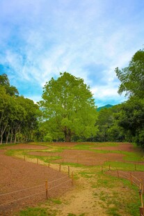 深圳仙湖 菩提树