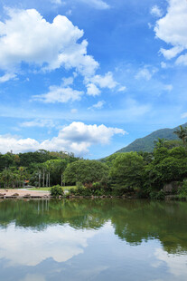 深圳仙湖 小平手植榕树