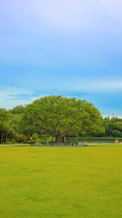 深圳仙湖小平手植榕树