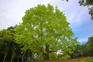 深圳仙湖 菩提树