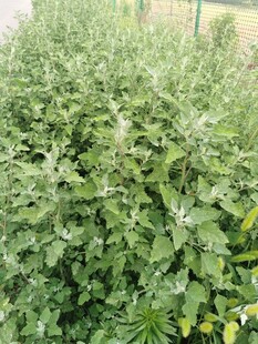 一片繁茂的绿色植物