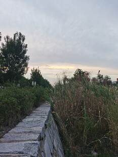 黄昏木栈道旁的绿植景观