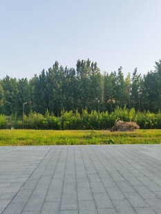 开阔广场与葱郁树林景观