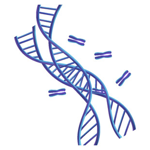 双螺旋DNA结构示意图