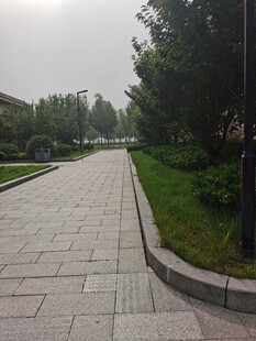 宽阔林荫步道绿意盎然