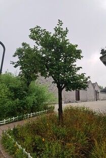 庭院中的孤树与绿植景观