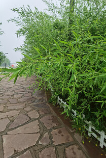 石板小径旁的葱郁绿植