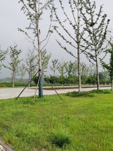 户外草地旁的树木景观