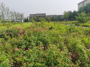 野外繁茂的绿色植物景观