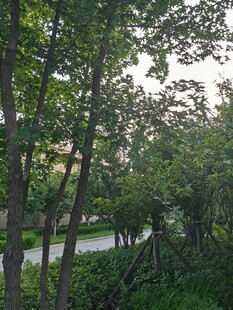 林间小道绿意盎然的景致