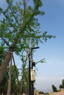 绿树旁的路灯与蓝天景致