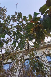 枝叶掩映下的建筑物