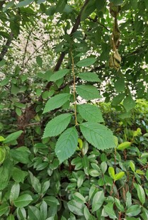 绿叶繁茂的植物景象
