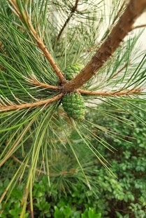 松枝特写展现自然生机