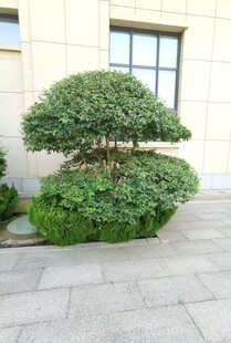 庭院中的精致造型绿植