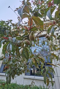 枝头绿叶繁茂的植物