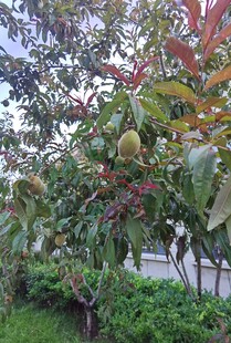 枝叶繁茂的果树景观