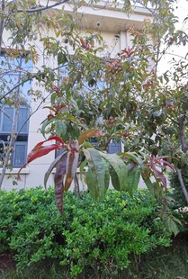 庭院绿植景观一角