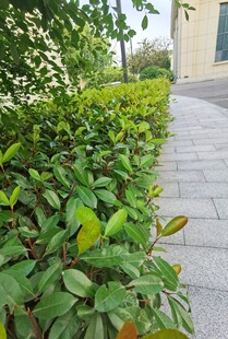 路边绿植景观