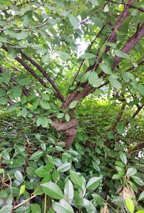 繁茂绿植展现自然生机